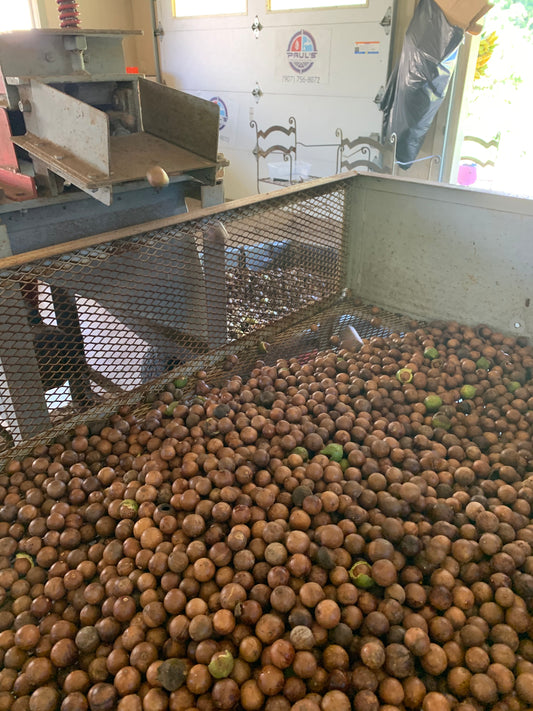 Macadamia Nut in the shell (per pound)