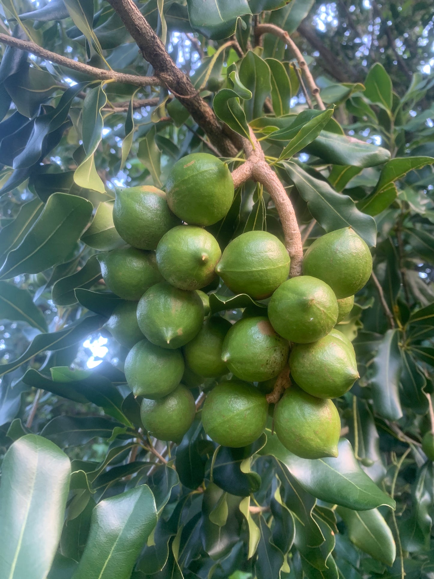 Macadamia Nut in the shell (per pound)