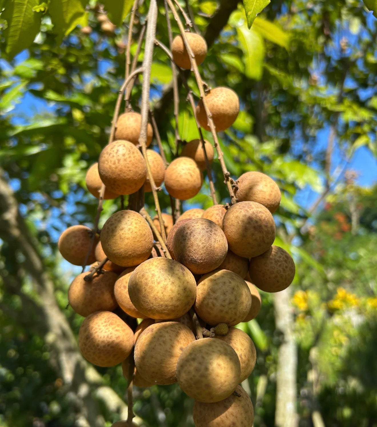 🥑 Local Ohana CSA – $89/month pickup boxes