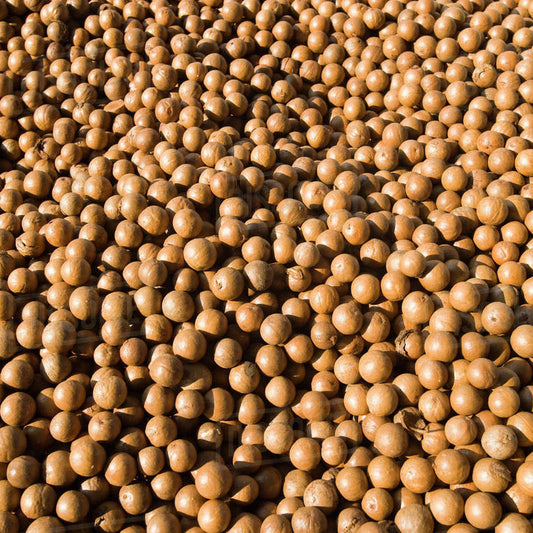 Macadamia Nut in the shell (per pound)